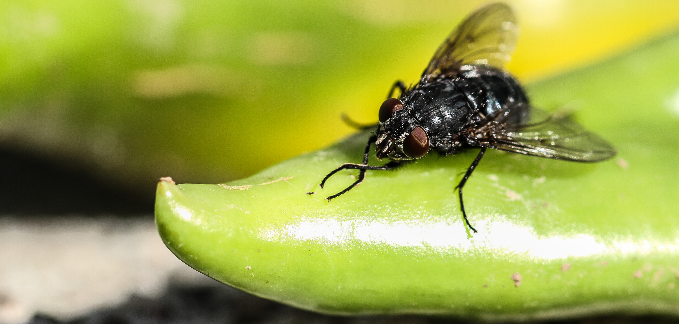 die Schmeisfliege (Calliphoridae) auf der Peperoni