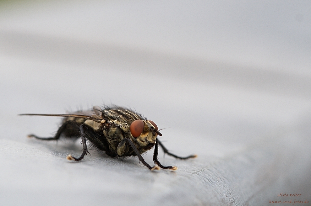 Die Schmeißfliege