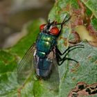 Die Schmeißfliege CALLIPHORA VOMITORIA (Fam. Schmeißfliegen, Calliphoridae)