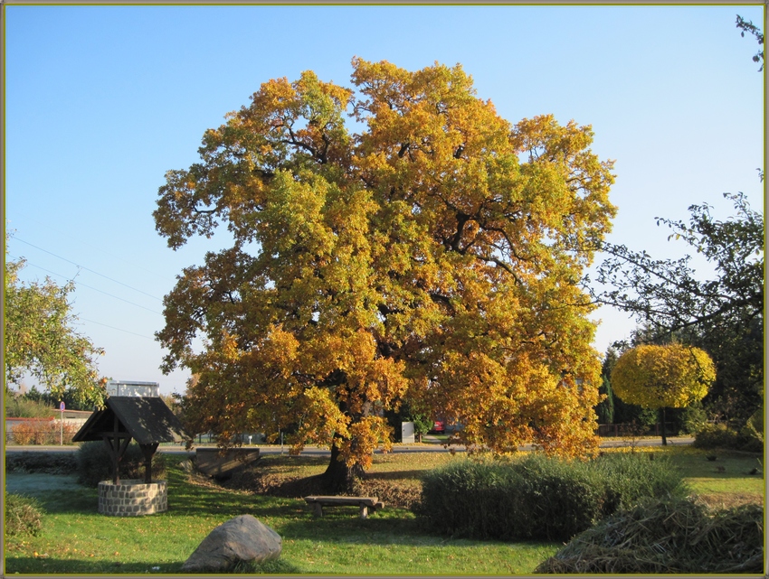 Die Schmerkendorfer Eiche im Herbst - ein Naturdenkmal