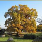 Die Schmerkendorfer Eiche im Herbst - ein Naturdenkmal