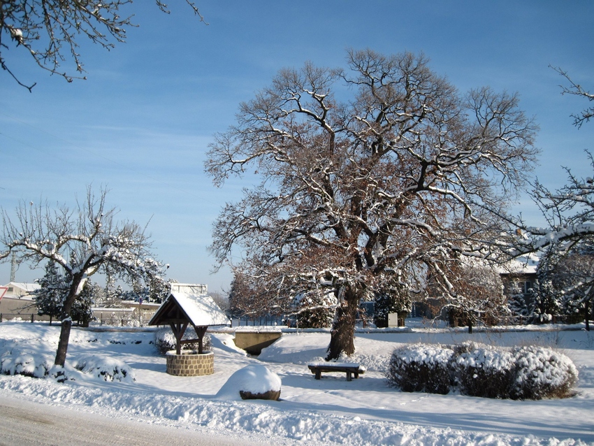 Die Schmerkendorfer Eiche im Winter - ein Naturdenkmal