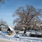 Die Schmerkendorfer Eiche im Winter - ein Naturdenkmal