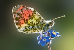 Die Schmetterlinge fliegen wieder...