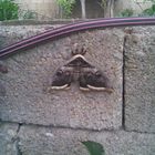 Die Schmetterlinge in der Türkei Kirklareli(photo seckin dere)