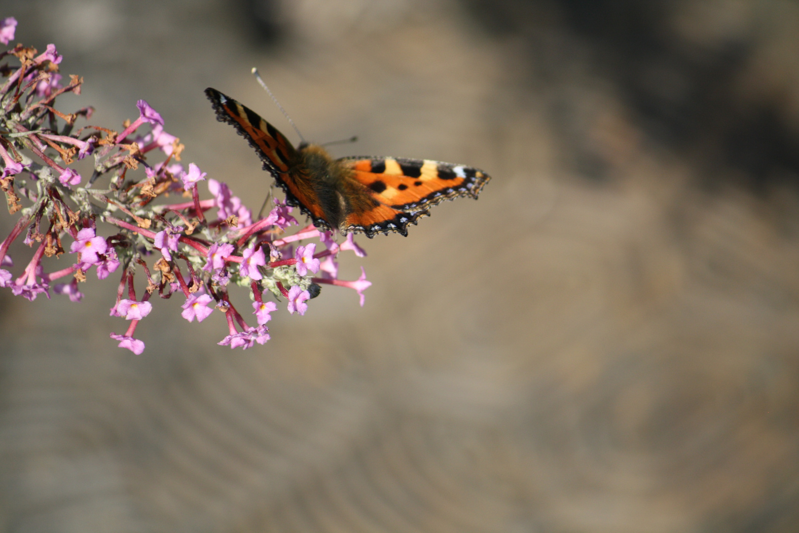 Die Schmetterlinge sind da - und mit ihnen geht der Frühling