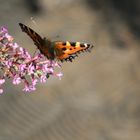 Die Schmetterlinge sind da - und mit ihnen geht der Frühling