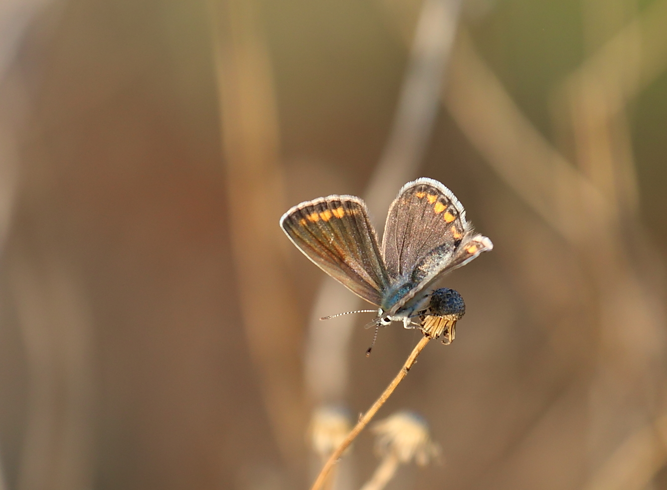 Die Schmetterlinge........(2)