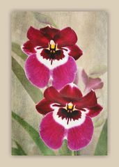 die Schmetterlings- Orchidee