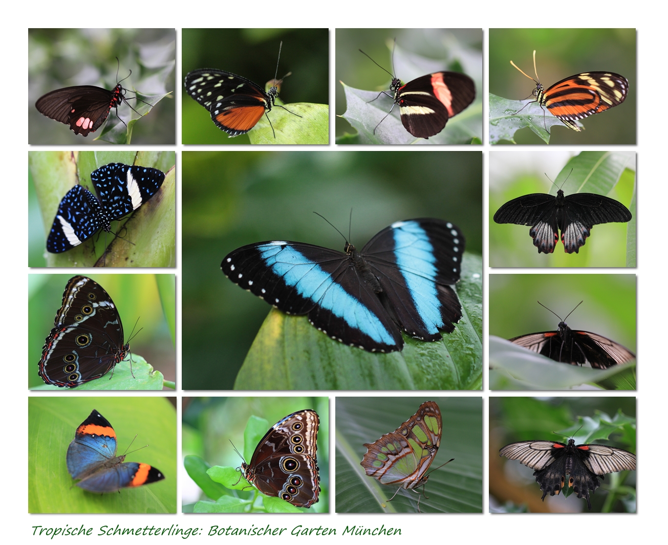Die Schmetterlingsausstellung im Botanischen Garten München Foto & Bild