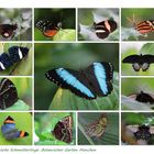 Die Schmetterlingsausstellung im Botanischen Garten München