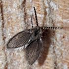 Die Schmetterlingsmücke (Psychodidae) - ein Winzling!