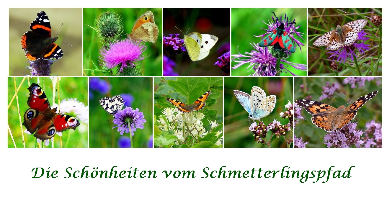 Die Schmetterlingssaison . . .