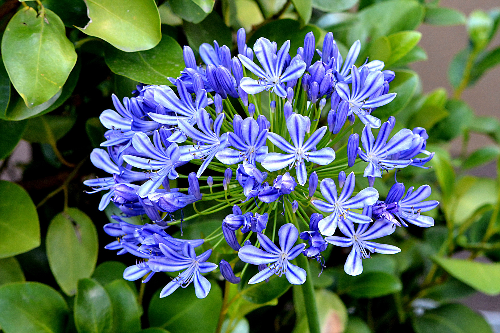 Die Schmucklilie (Agapanthus)