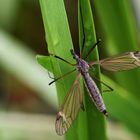 die Schnake (Tipula sp.)