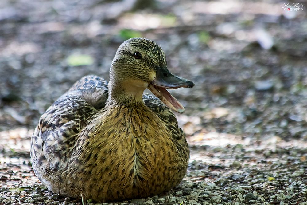 Die schnatternde Ente