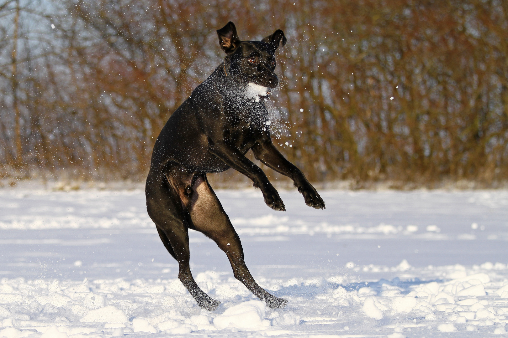 * Die Schnauze voll... *