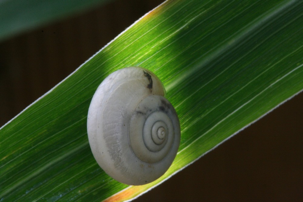 Die Schnecke