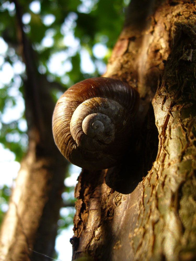 Die Schnecke