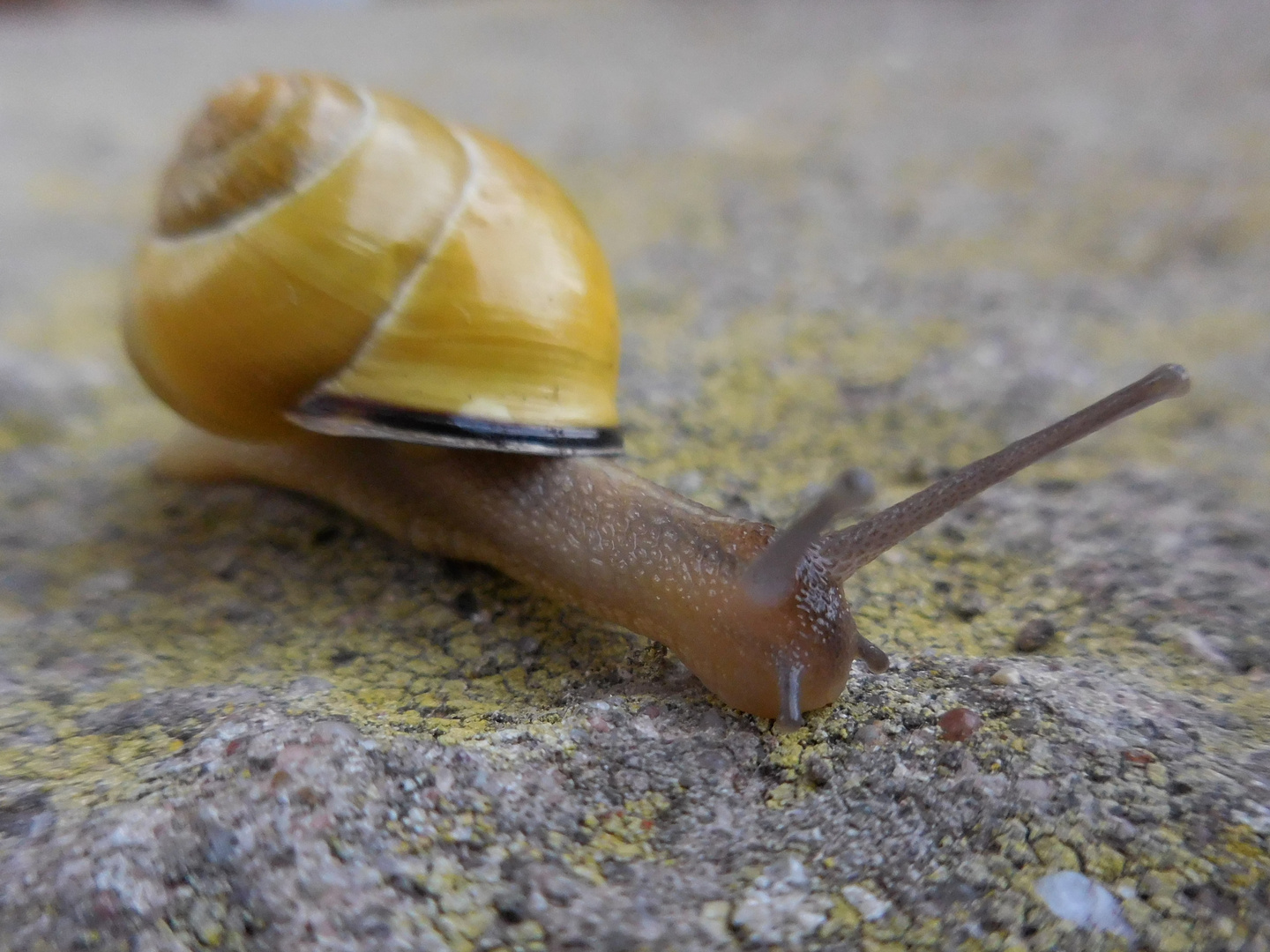 Die Schnecke