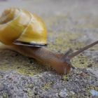 Die Schnecke