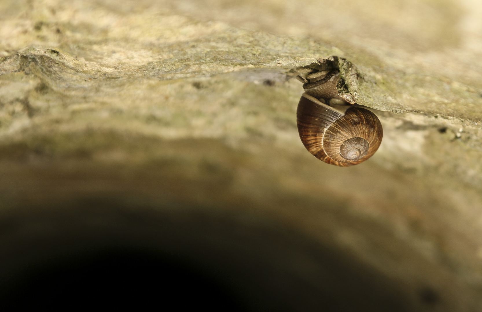 Die Schnecke