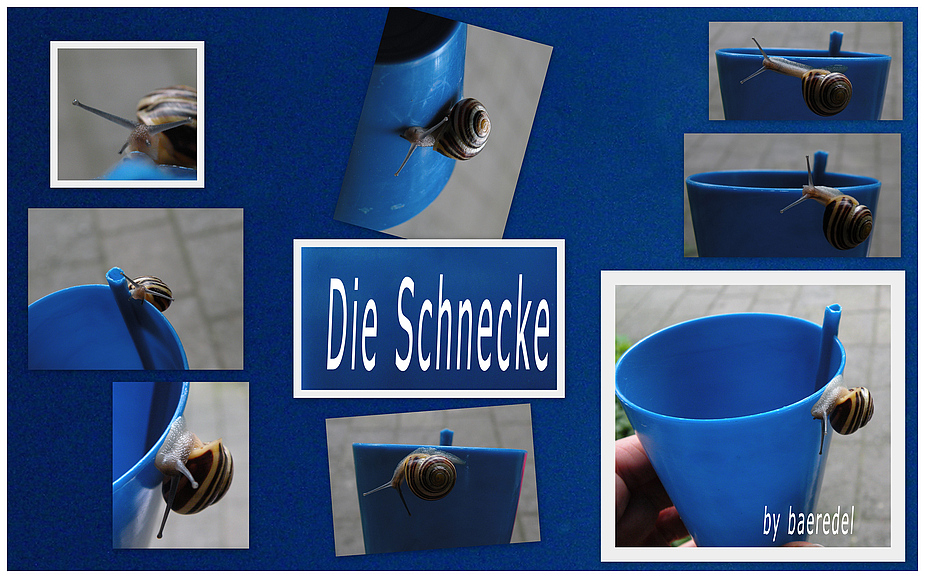 Die Schnecke