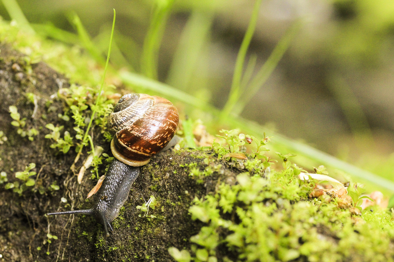 Die Schnecke 2