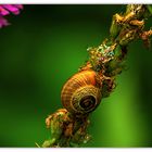 Die Schnecke