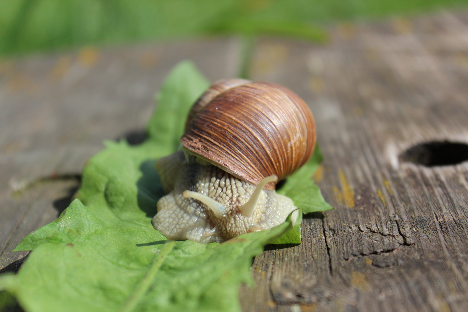 Die Schnecke