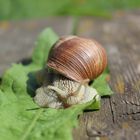 Die Schnecke