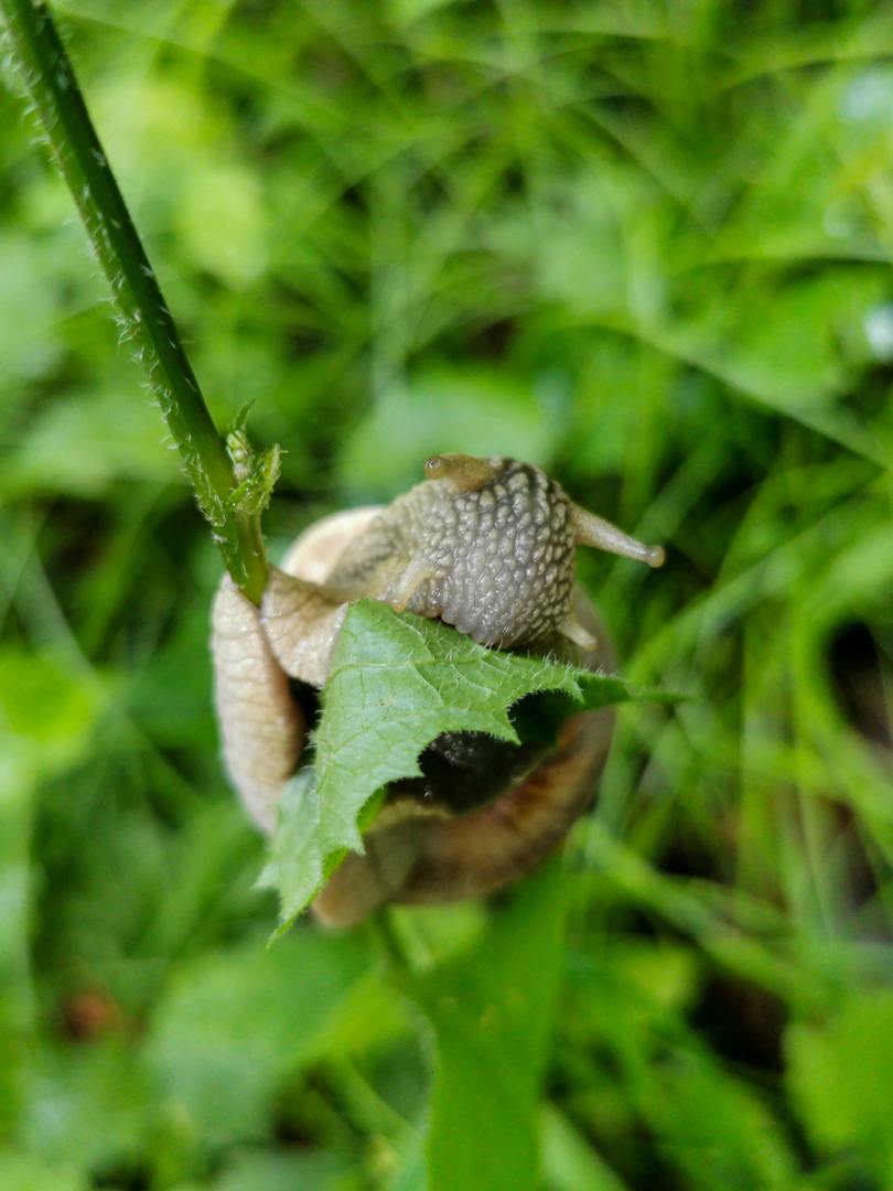 Die Schnecke