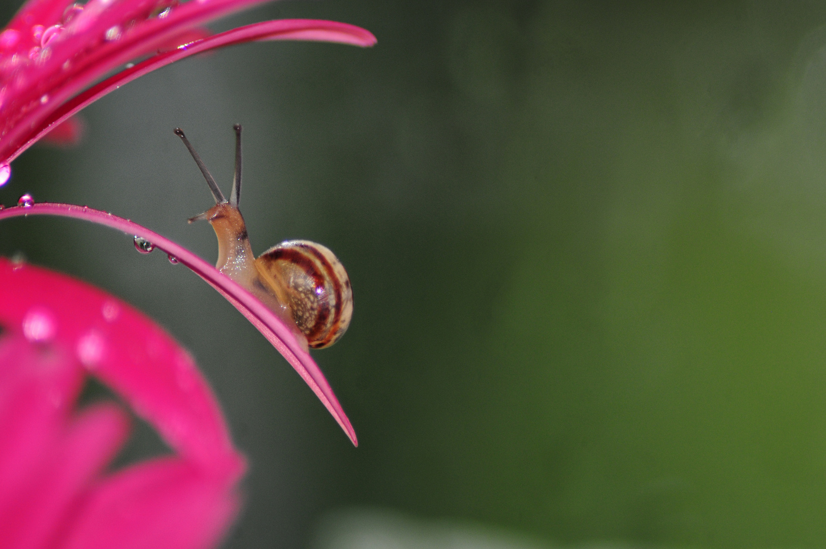 Die Schnecke