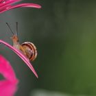 Die Schnecke