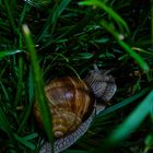 Die Schnecke