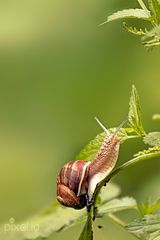 Die Schnecke