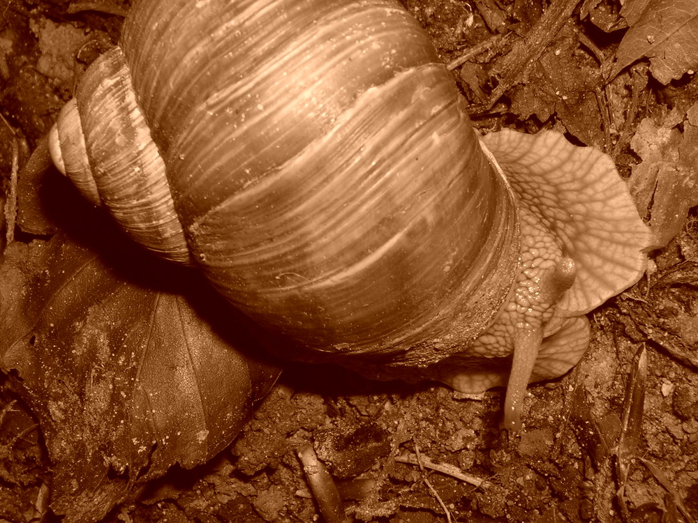 Die Schnecke...