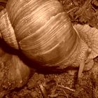 Die Schnecke...