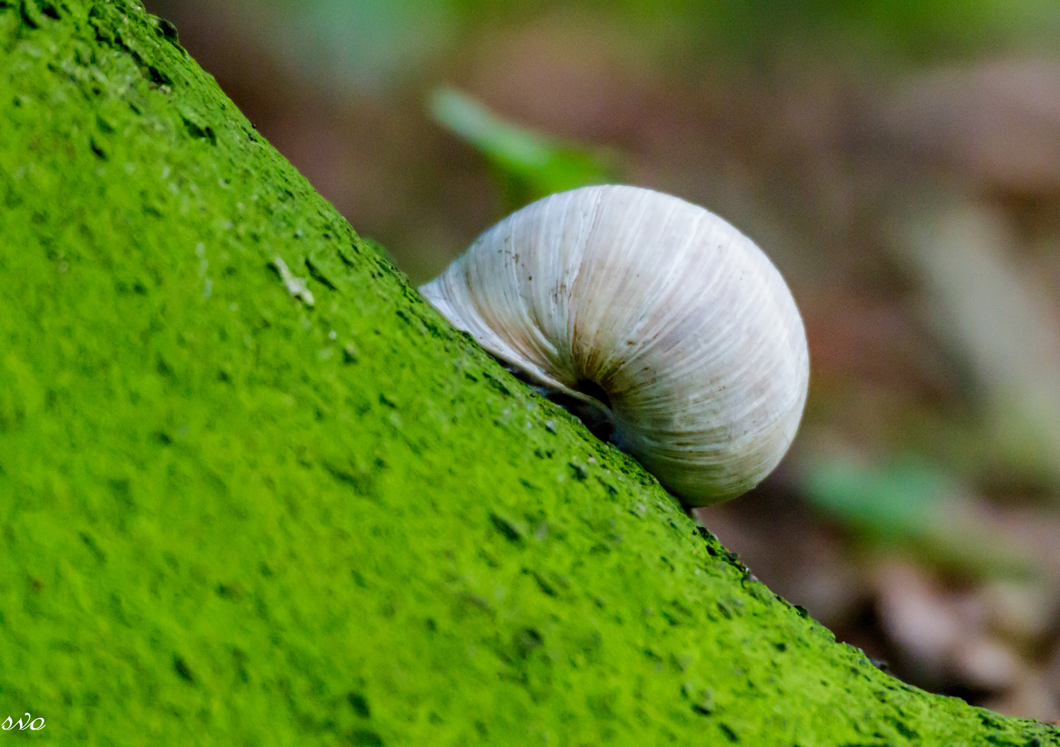 Die Schnecke