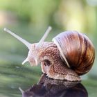 Die Schnecke