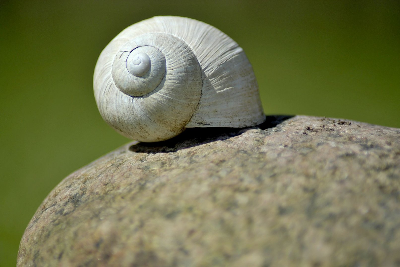 Die Schnecke