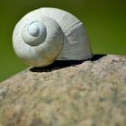 Die Schnecke