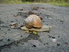 Die Schnecke