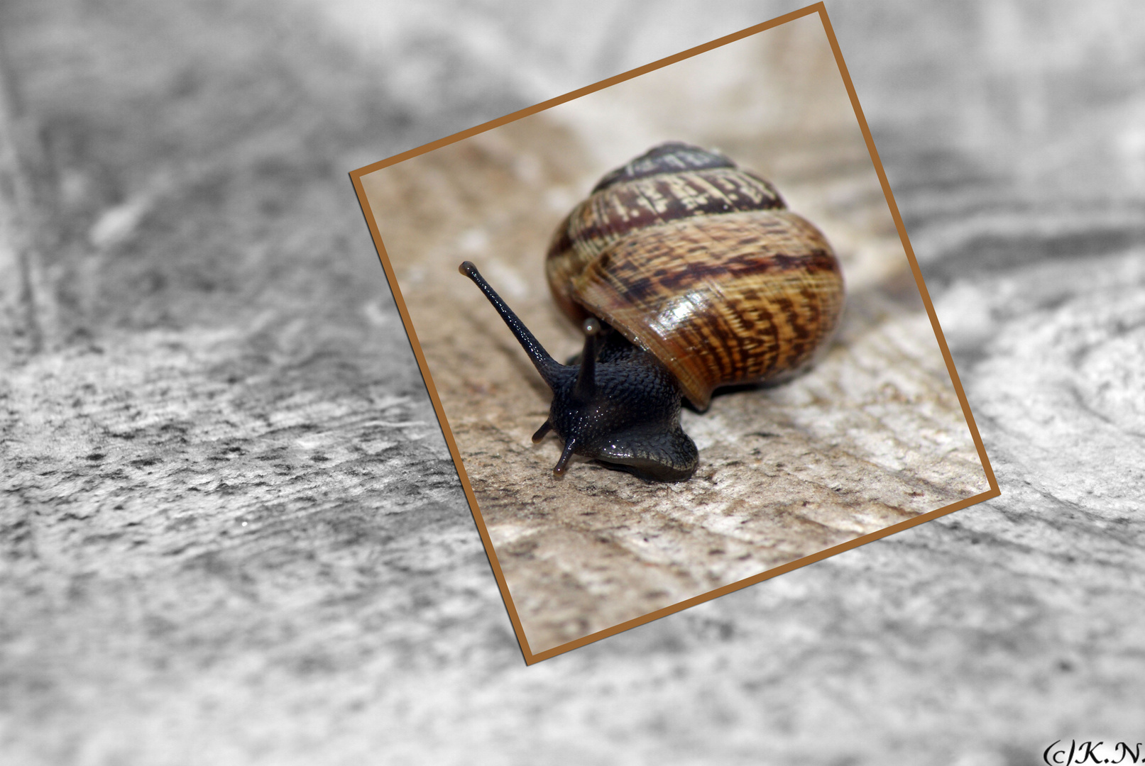 °°°Die Schnecke °°°