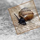 °°°Die Schnecke °°°