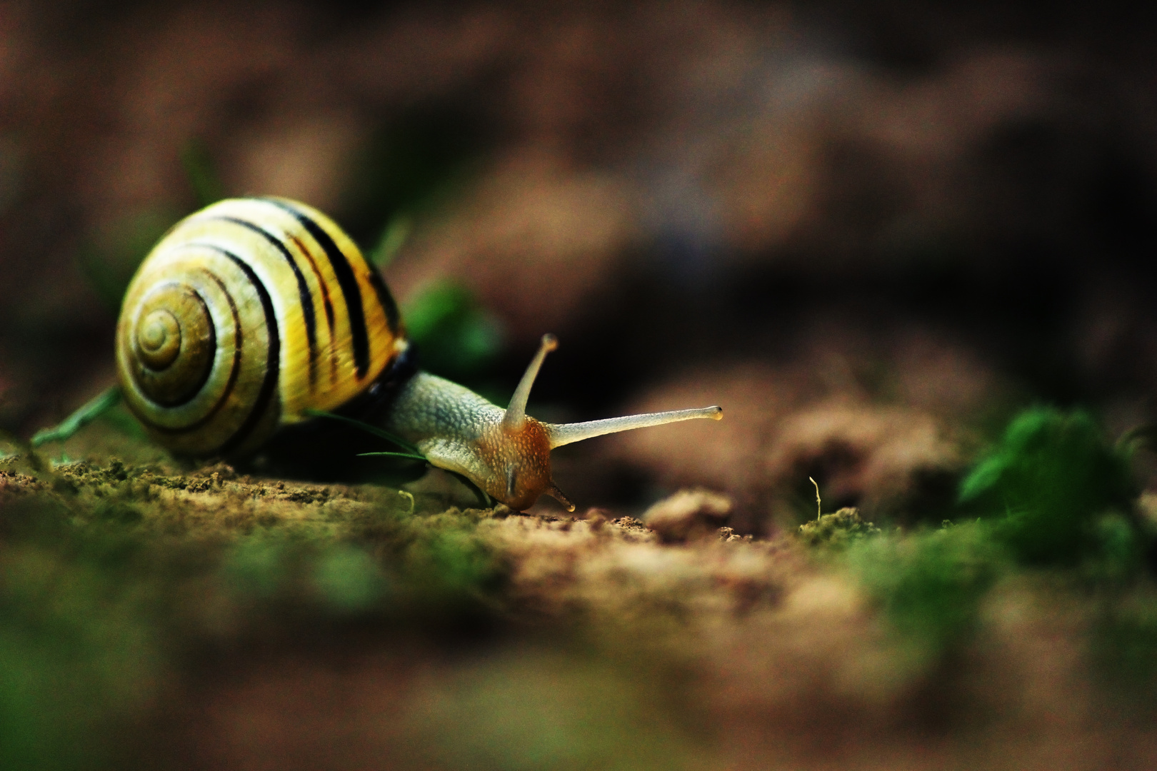 Die Schnecke ...