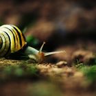 Die Schnecke ...