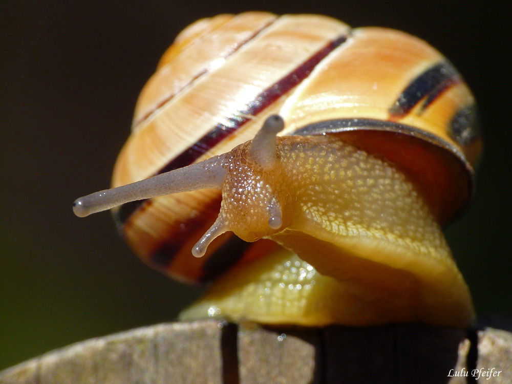 Die schnecke