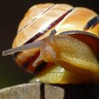 Die schnecke