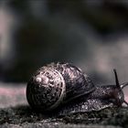 Die Schnecke